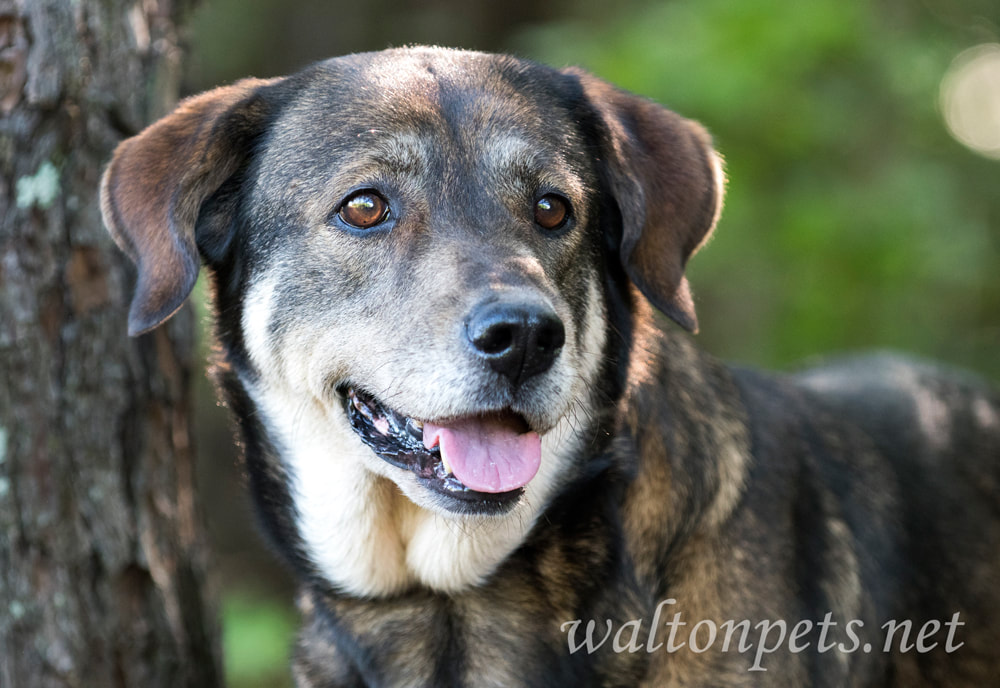 Anatolian Shepherd mixed breed dog adoption photoPicture