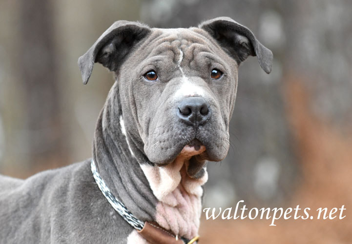 Female blue Shar Pei and Pitbull mix dog with wrinkles outside on leash Picture