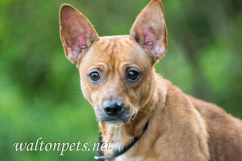 Miniature Pinscher Chihuahua mixed breed dog adoption photo Picture