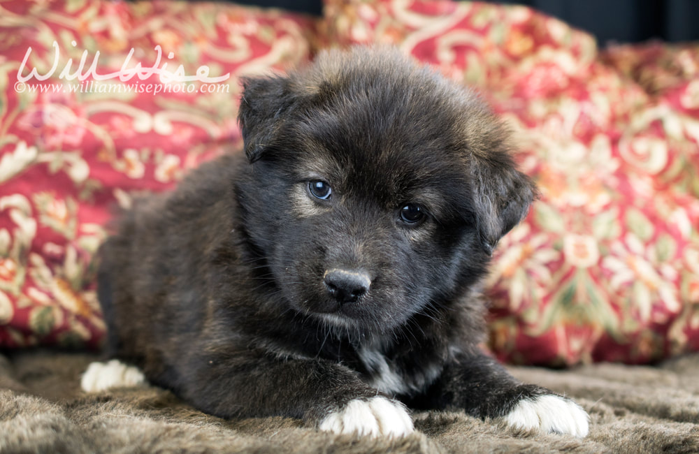 Cute fluffy Aussie puppy mixed breed dog Picture