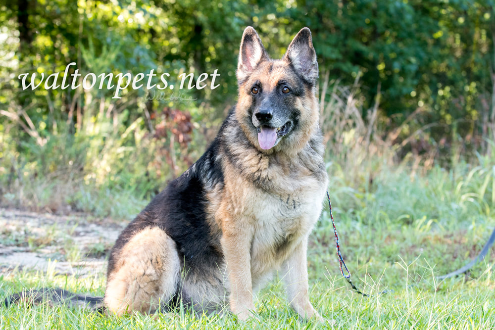 Senior German Shepherd Dog sitting outside on leash Picture