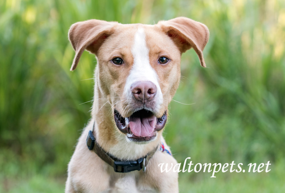  Happy animal shelter Labrador mix breed dog Picture