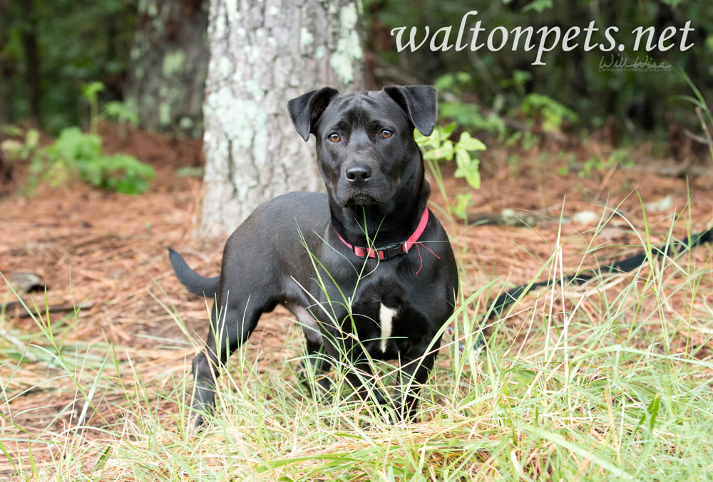 Happy Lab mixed breed dog outside on leash Picture