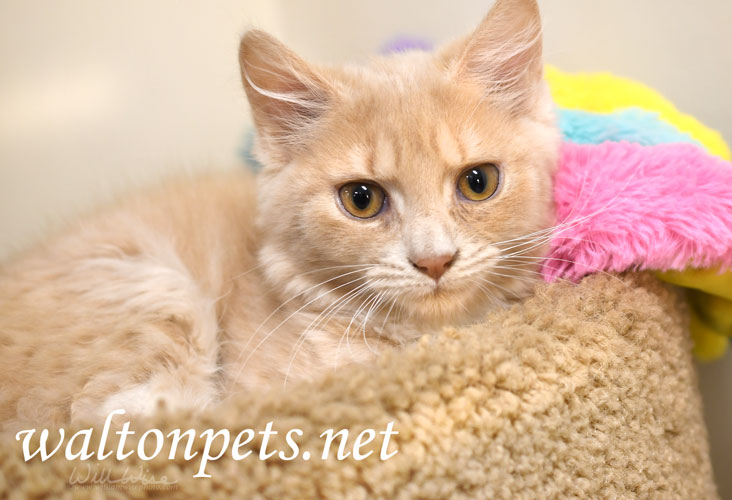 Orange Kitten Picture