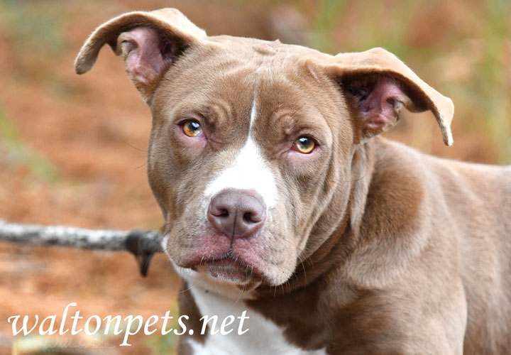 Young chocolate brown and white female American Pitbull Terrier mix breed puppy dog portrait Picture