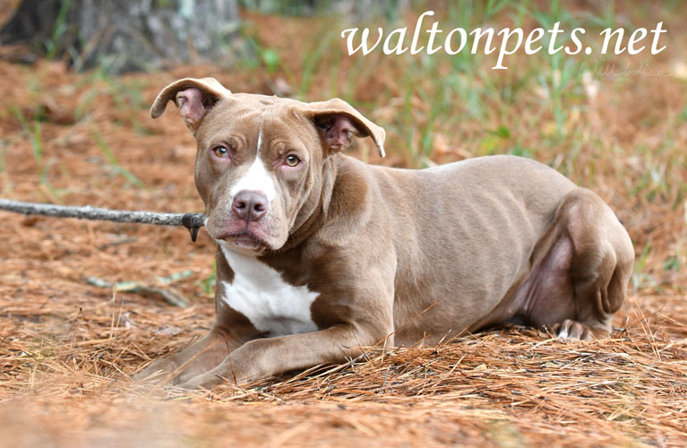 Young chocolate brown and white female American Pitbull Terrier mix breed puppy dog portrait Picture