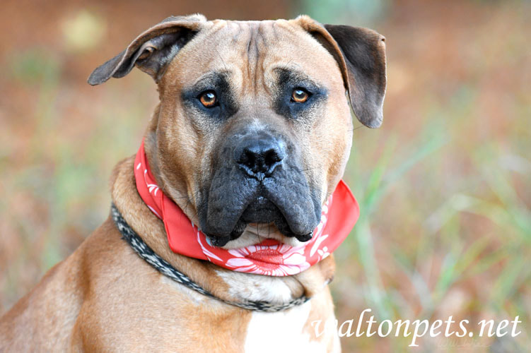 Large male Mastiff mix breed dog with bandana outside on leash Picture