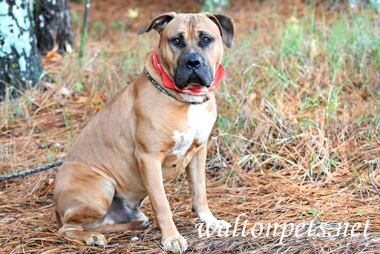 Large male Mastiff mix breed dog with bandana outside on leash Picture