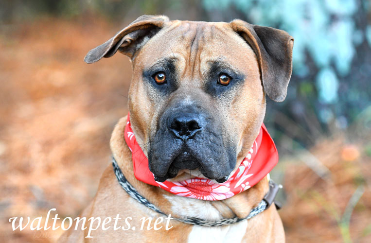 Large male Mastiff mix breed dog with bandana outside on leash Picture