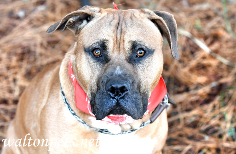 Large male Mastiff mix breed dog with bandana outside on leash Picture