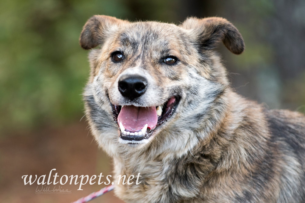 Happy Aussie mix breed dog adoption Picture