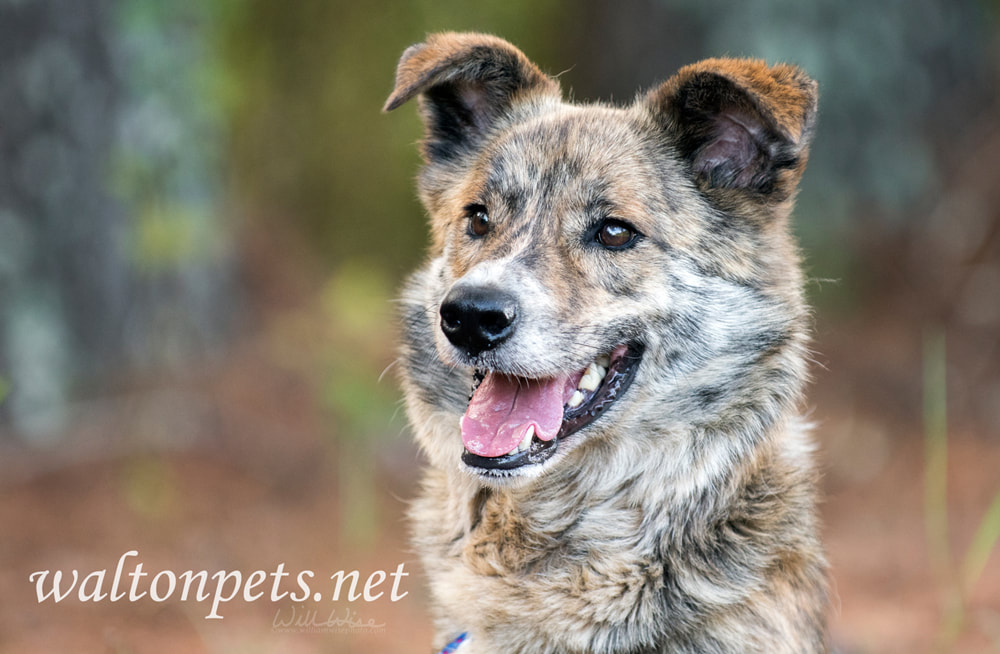 Happy Aussie mix breed dog adoption Picture