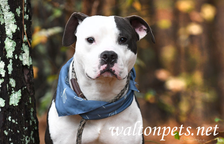 Black and White Pitbull Terrier Dog Picture