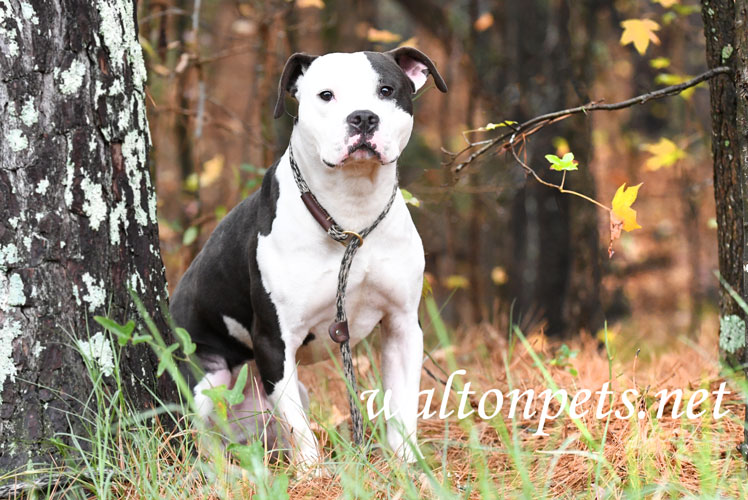 Black and White Pitbull Terrier Dog Picture Picture