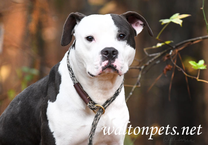 Black and White Pitbull Terrier Dog Picture Picture