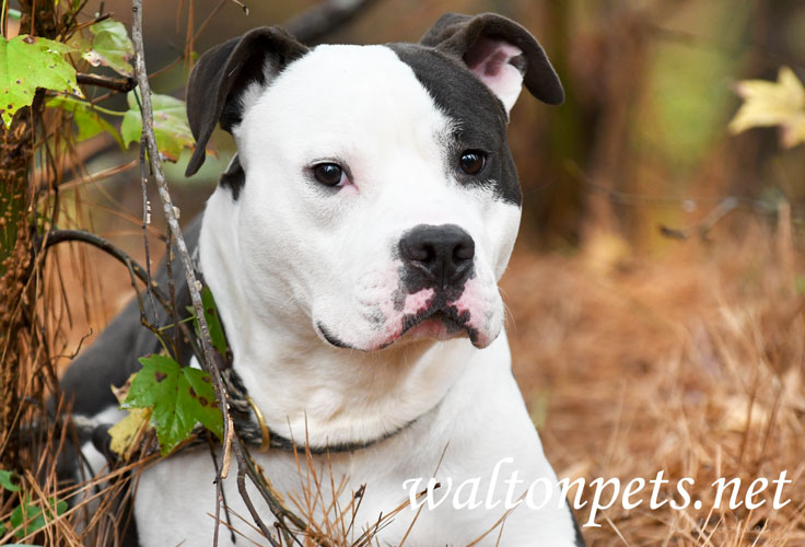 Black and White Pitbull Terrier Dog Picture Picture