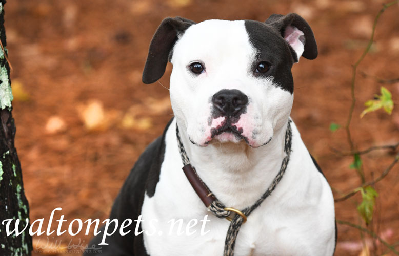 Black and White Pitbull Terrier Dog Picture Picture