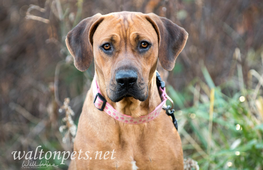 Coonhound dog Picture