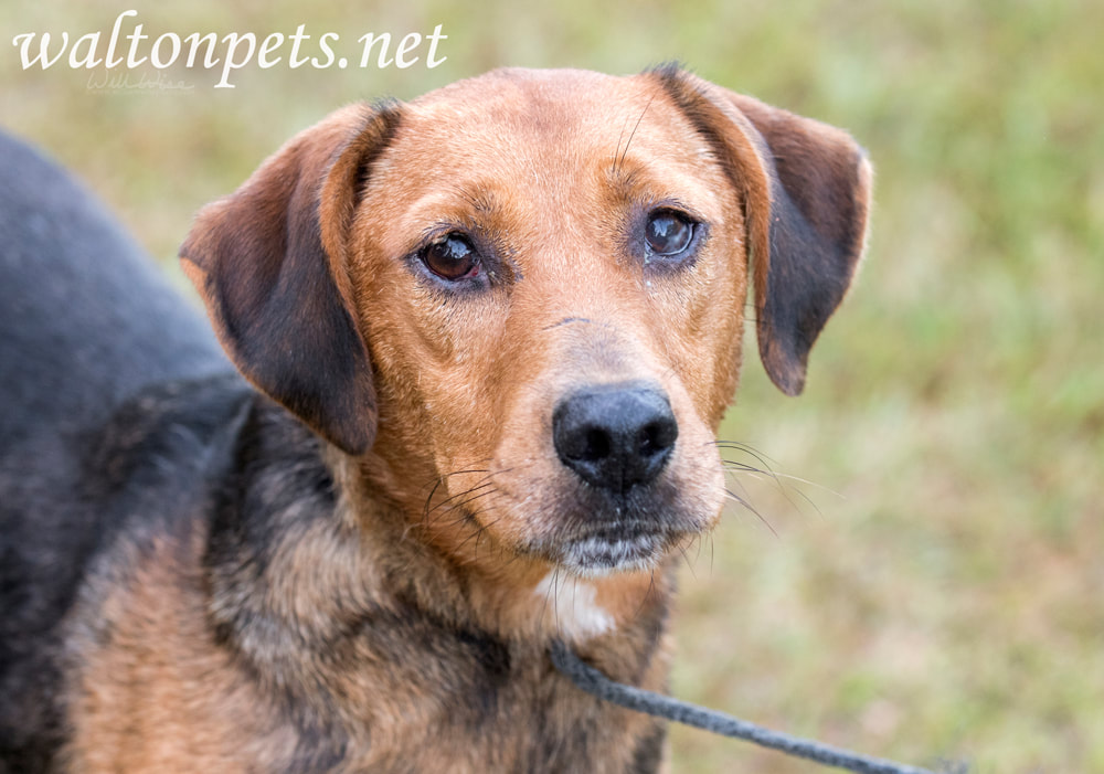 Sick hound dog with mucus discharge in eyes Picture