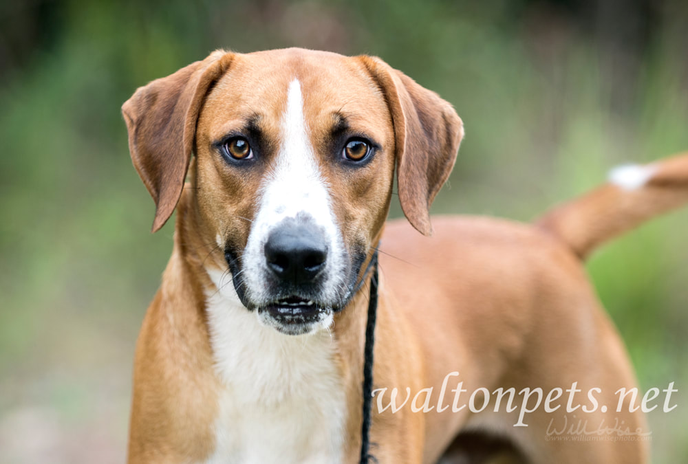 Hound mix breed dog outside on leash wagging tail Picture