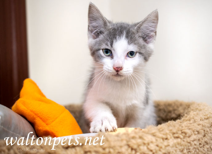 Kitten Adoption Picture