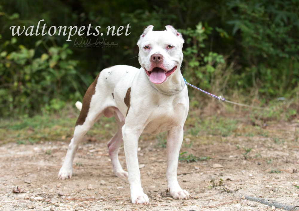 White pitbull with cropped ears Picture Picture