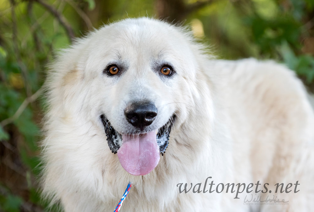 Large fluffy white long hair Great Pyrenees dog panting Picture