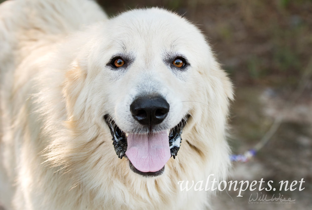 Large fluffy white long hair Great Pyrenees dog panting Picture