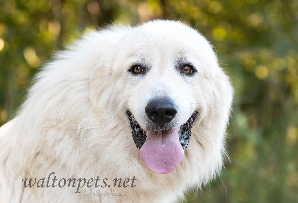 Large fluffy white long hair Great Pyrenees dog panting Picture