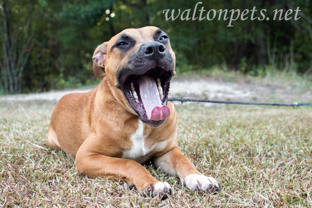 Yawning boxer puppy dog with tongue sticking out Picture