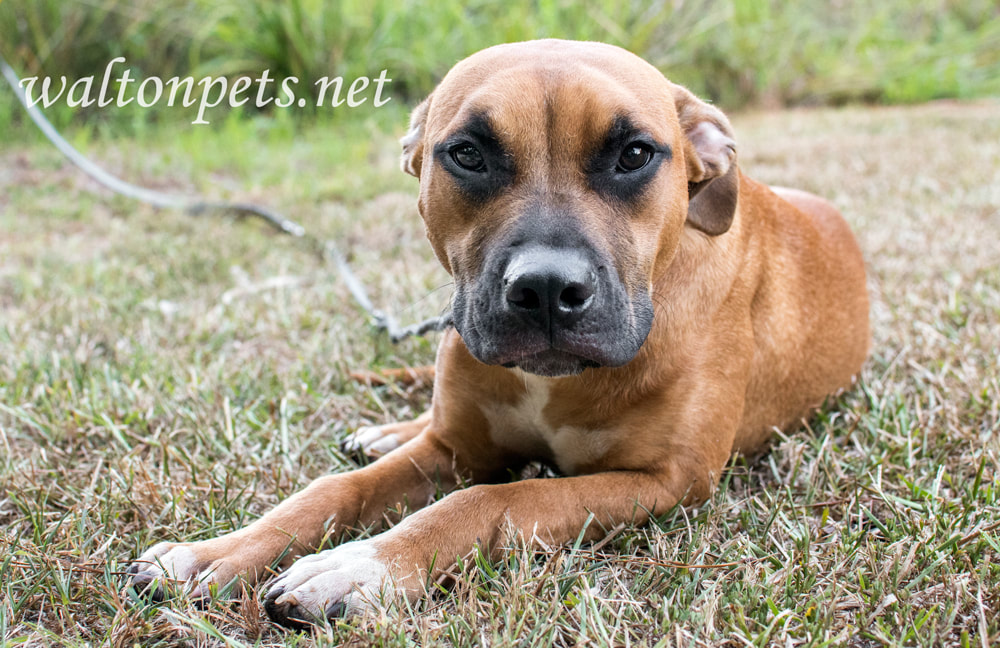 Cute boxer and pitbull mix breed puppy dog laying down outside on leash Picture