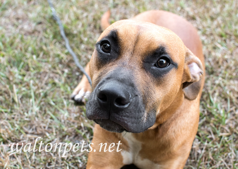 Cute boxer and pitbull mix breed puppy dog laying down outside on leash Picture