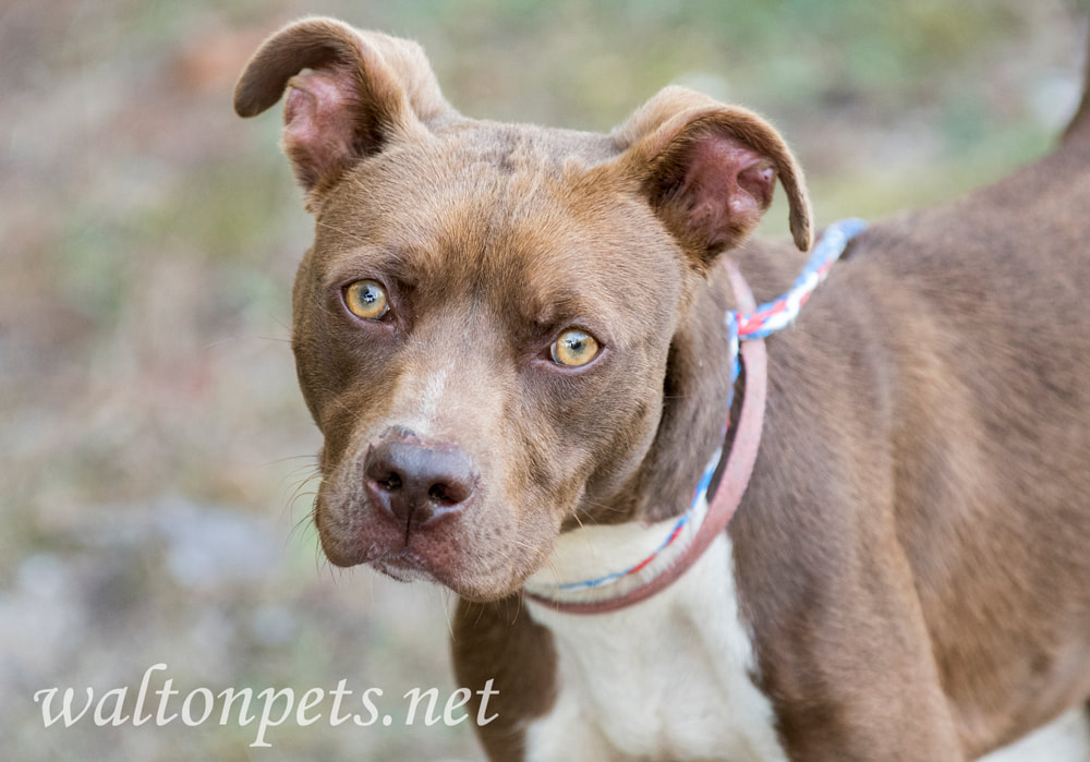 Young Chocolate and white Pitbull Terrier dog rescue Picture
