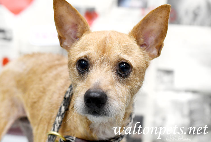 Terrier dog adoption Picture