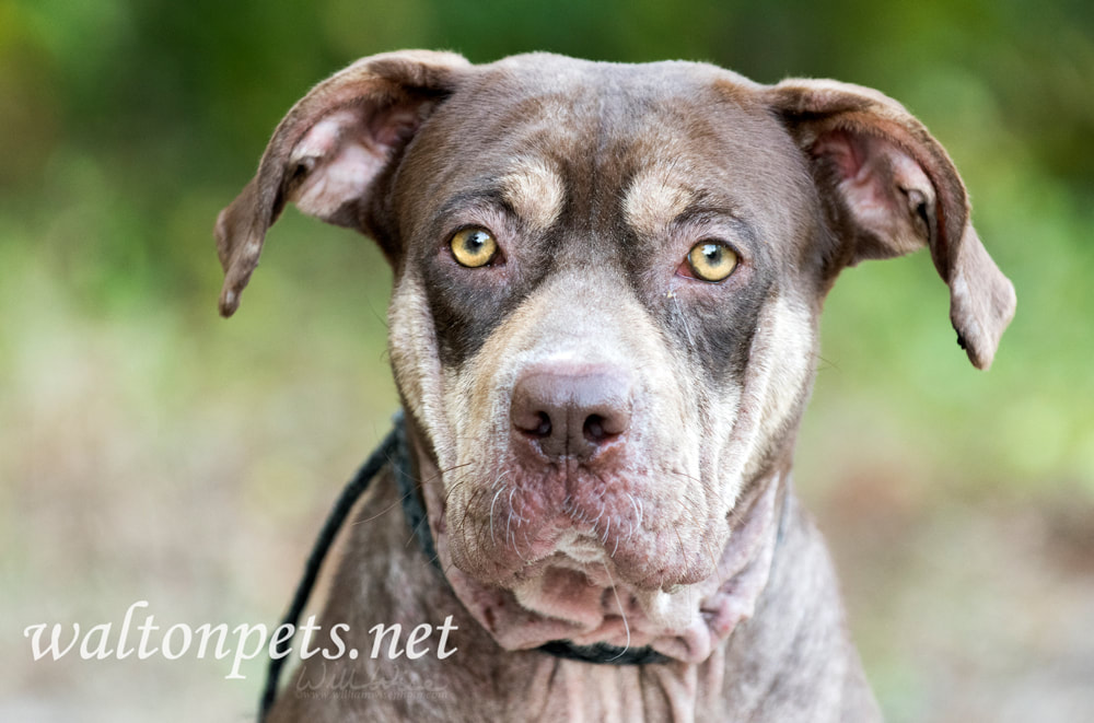 Sad Pitbull and Shar Pei mixed breed dog with mange skin condition Picture