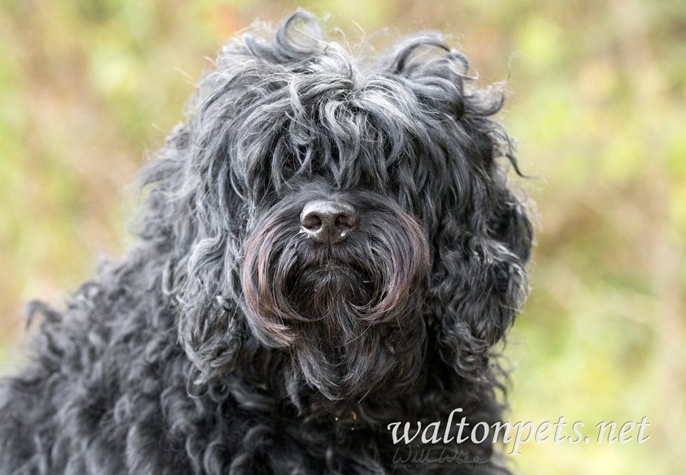 Shaggy black long haired Cockapoo dog adoption photo Picture