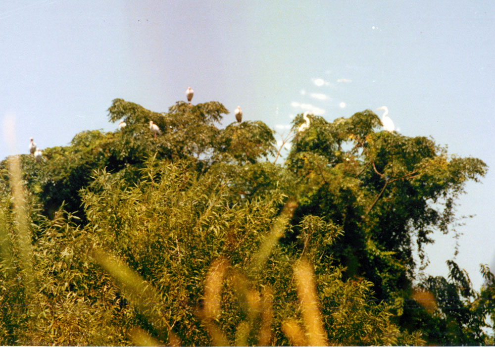 Ibis Great Egret Picture