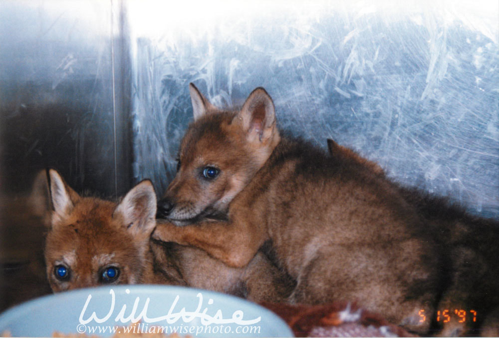 Coyote puppy Picture