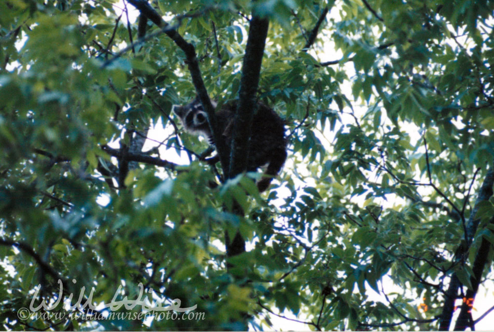 Raccoon on tree Picture