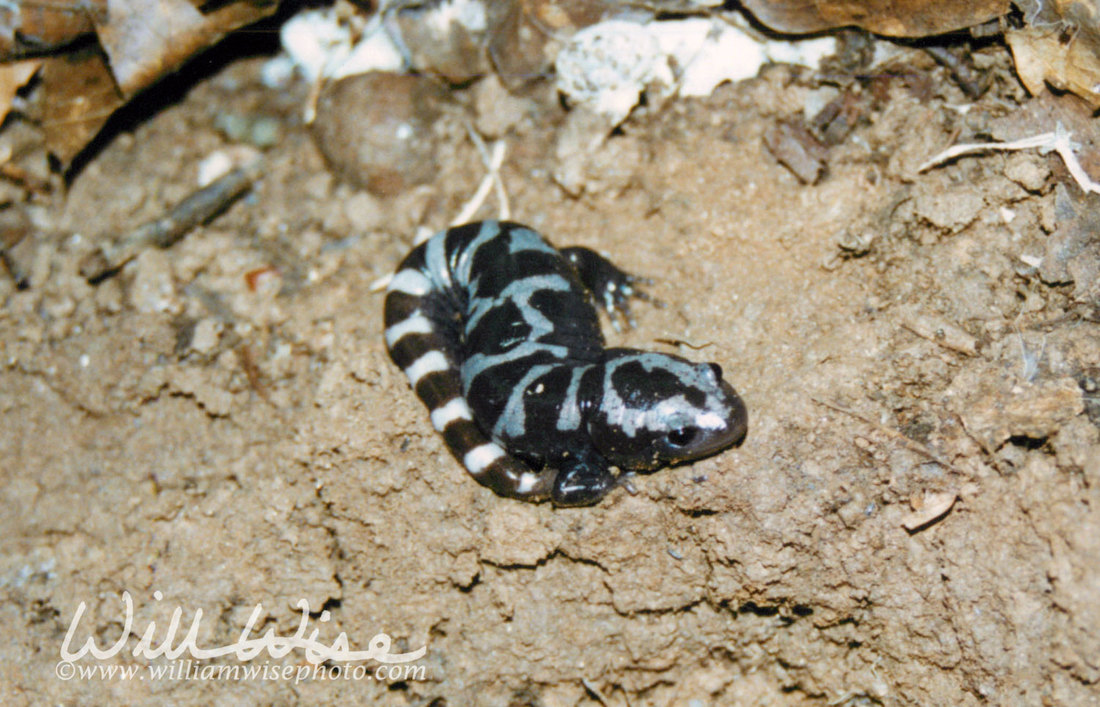 Marbled Salamander Picture