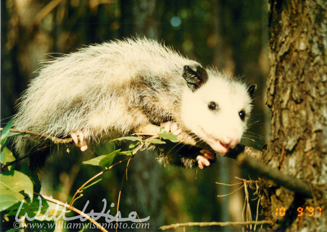 Opossum Picture