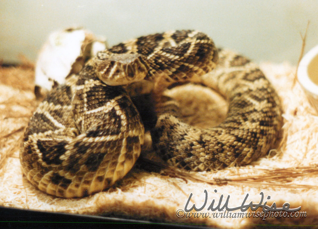 Rattlesnake Picture