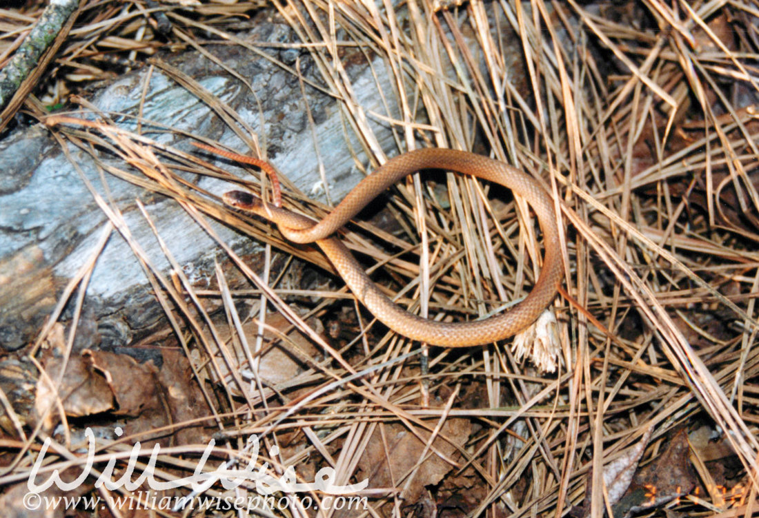 Redbelly Snake Picture