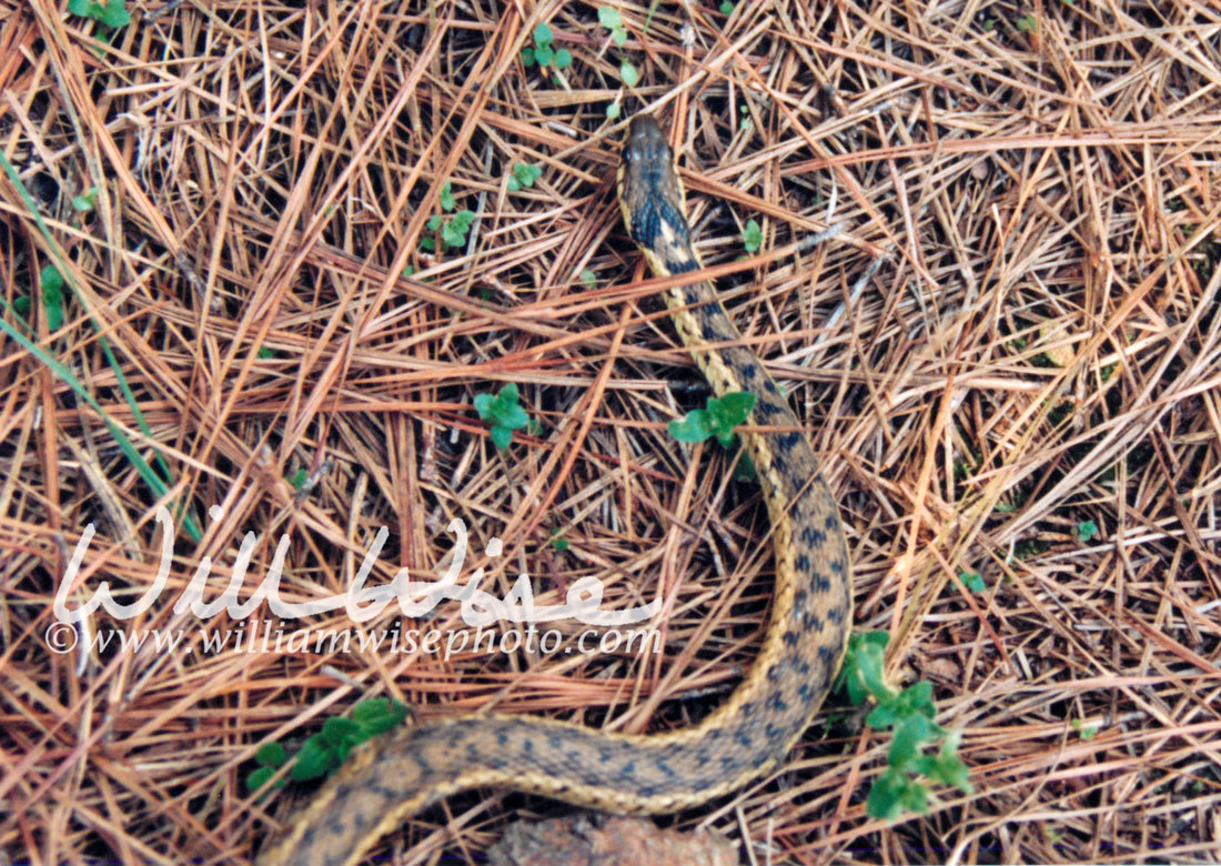 Garter Snake Picture