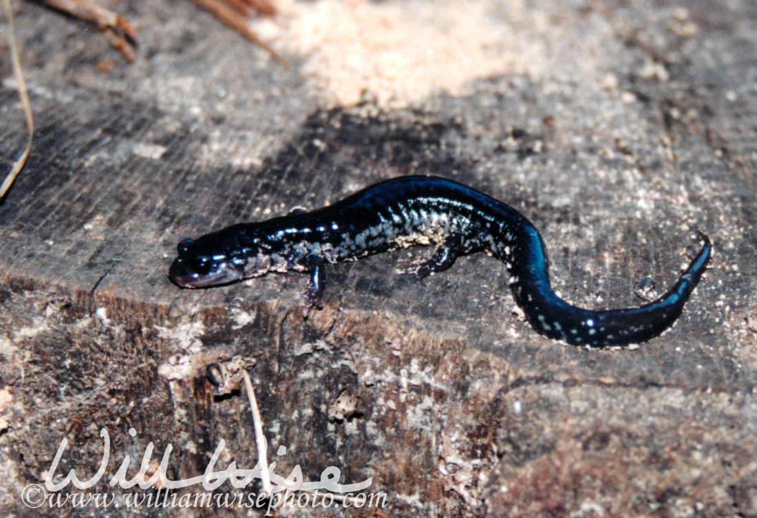 Slimy Salamander Picture