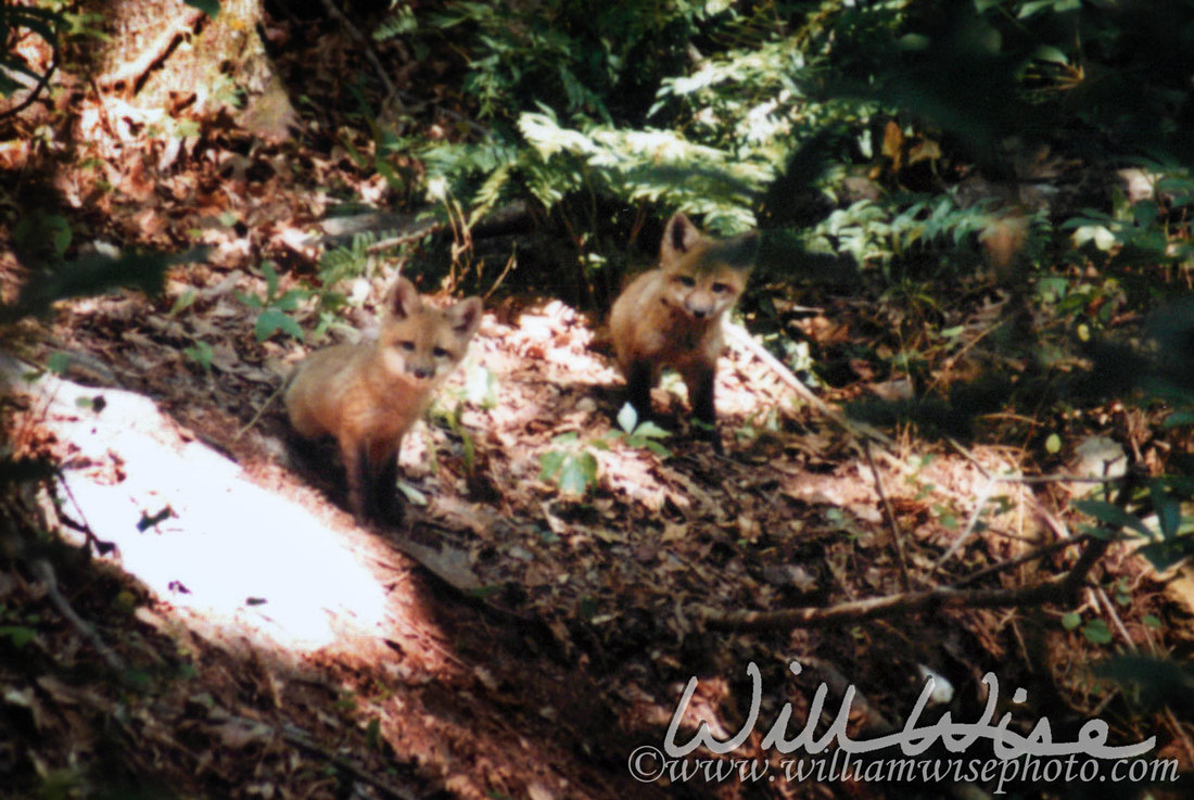 Red Fox Kits Picture