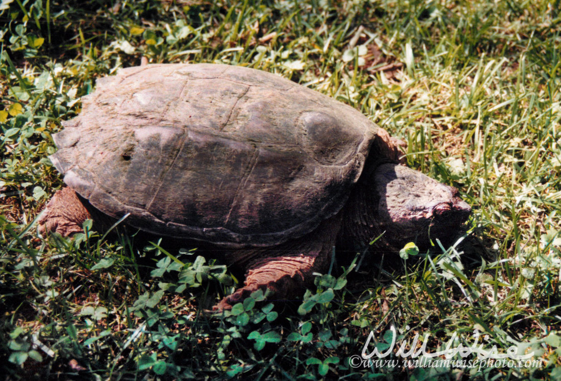 Snapping Turtle Picture