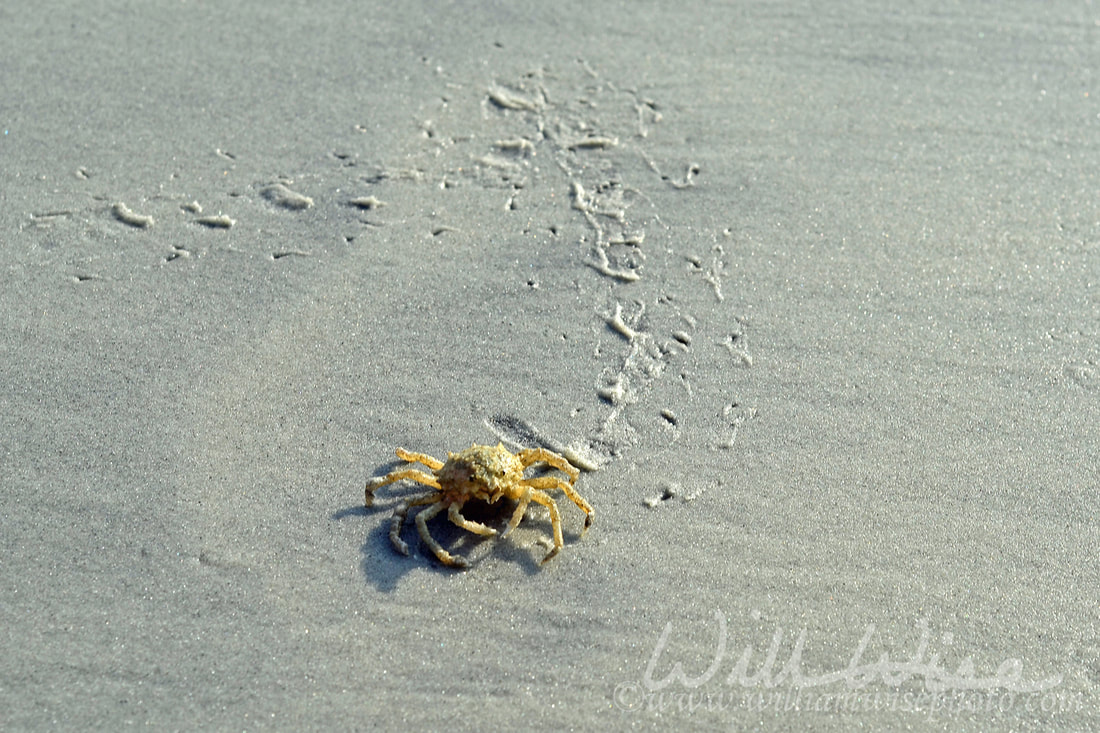 Crab in sand Picture