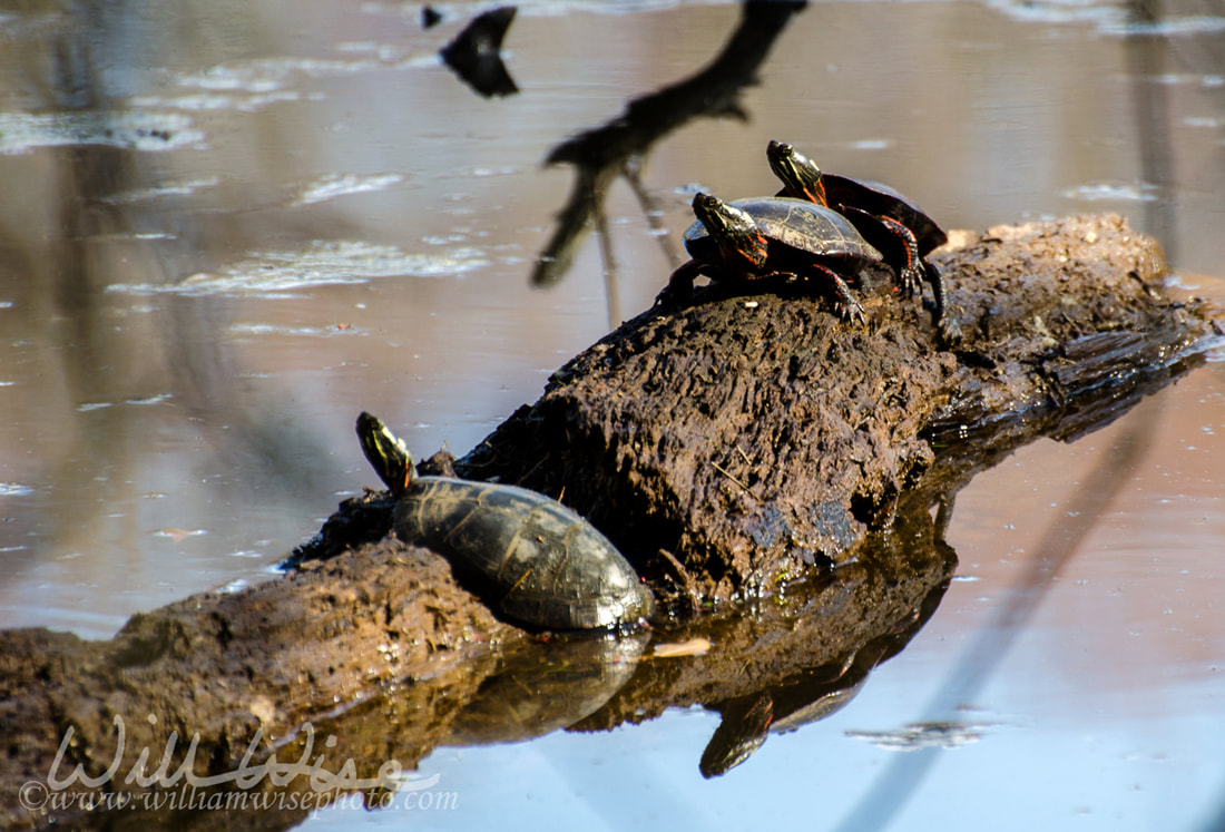 Painted Turtles sunning on log, Sandy Creek Nature Center, Georgia Picture