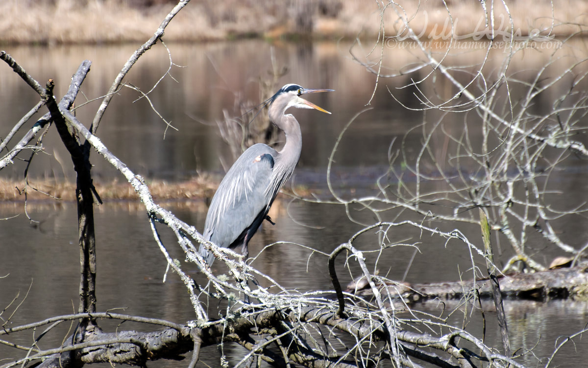 Great Blue Heron, Sandy Creek Nature Center, Georgia Picture